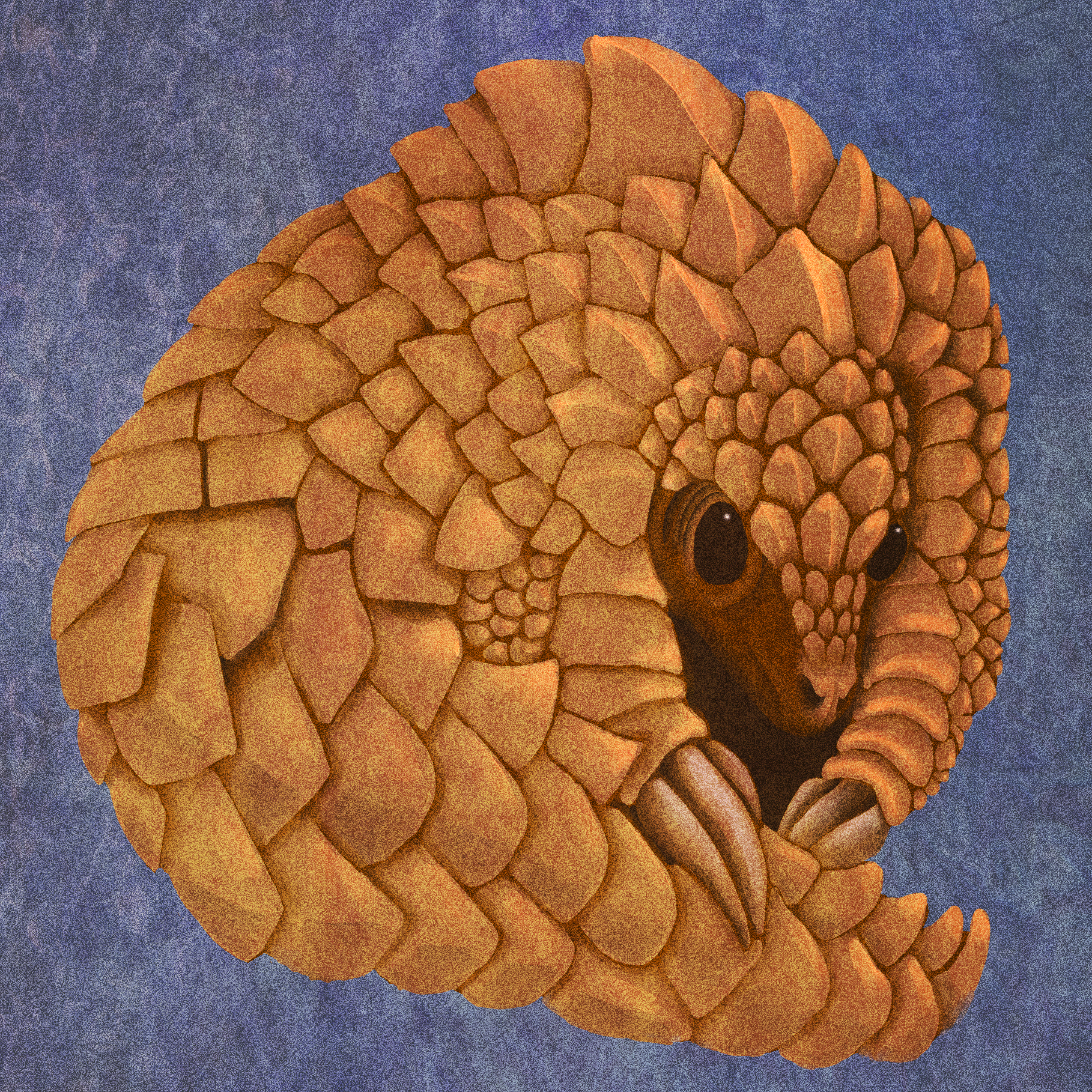 pangolin